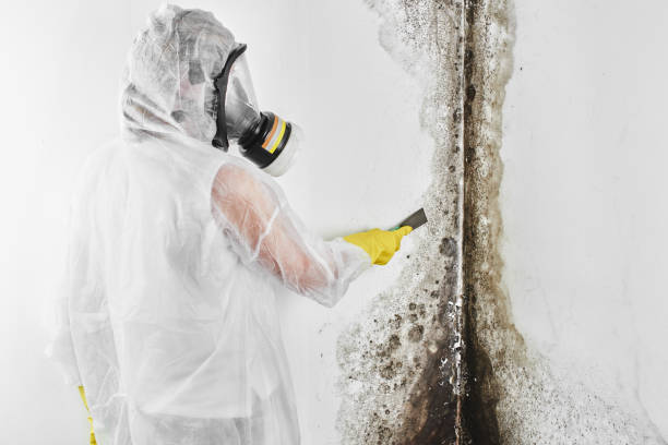 Best Emergency Mold Removal  in Vineyard Haven, MA