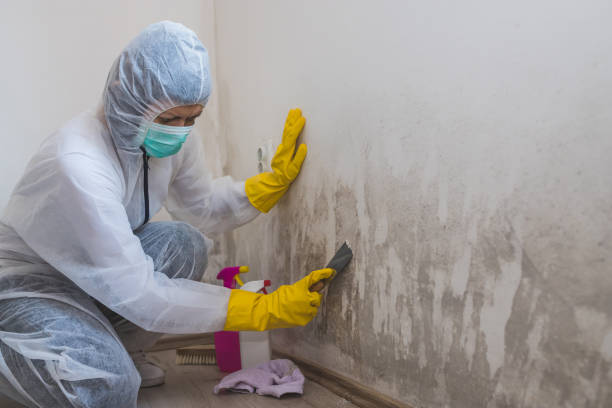 Mold Testing and Removal in Vineyard Haven, MA