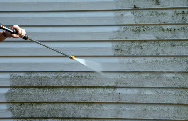 Best Toxic Mold Removal  in Vineyard Haven, MA