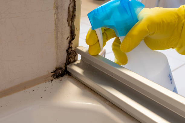 Best Affordable Mold Removal  in Vineyard Haven, MA