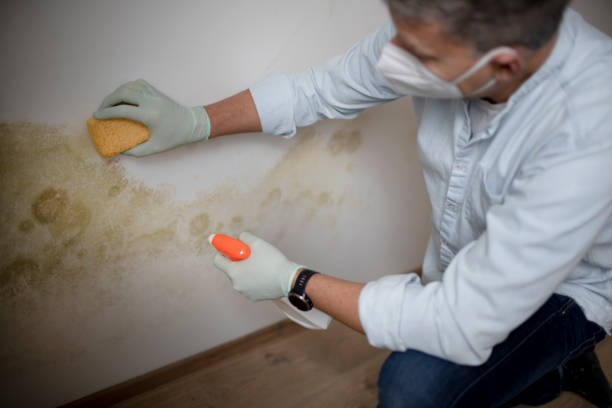 Mold Removal Process in Vineyard Haven, MA