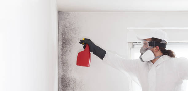 Best Certified Mold Removal  in Vineyard Haven, MA