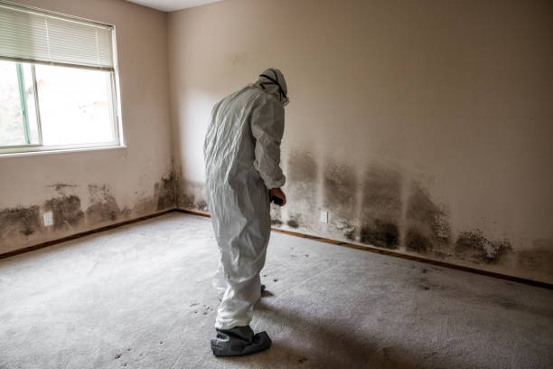 Best Attic Mold Removal  in Vineyard Haven, MA